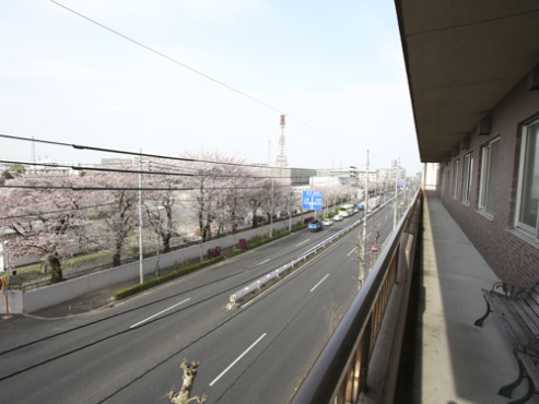 もみの樹・練馬