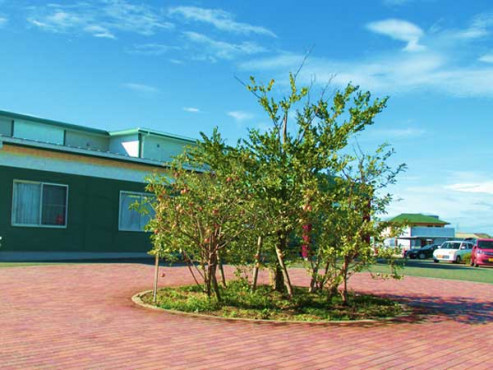 施設前のりんごの木