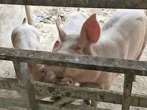 ひろんた村母屋