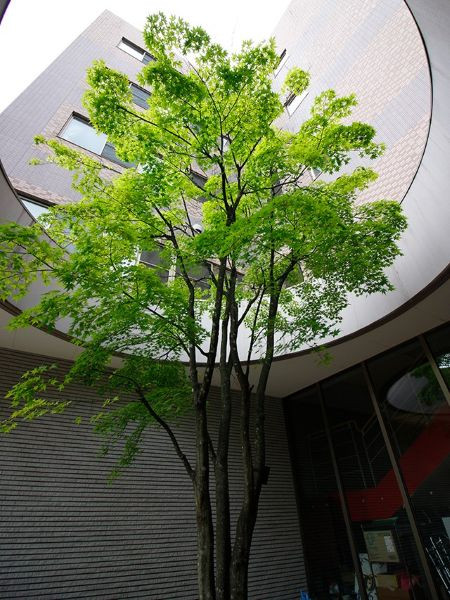 サンクス高田 一陽館 奏