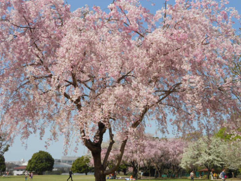 ニチイケアセンター堀崎