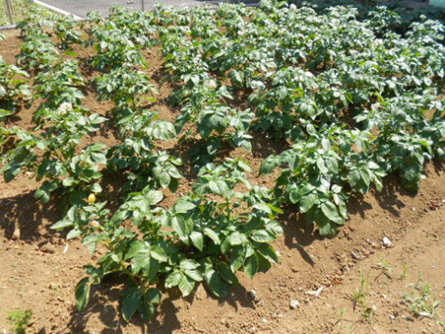 ニチイケアセンター堀崎