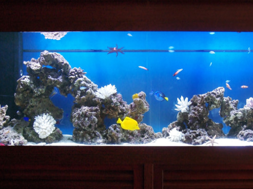 エレベーターホールの水槽