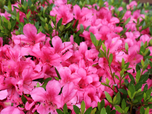 シニアハウスくさばな