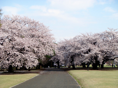 癒しの新宿御苑