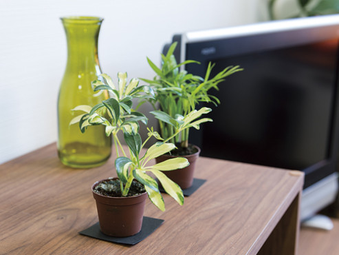 はなことば横須賀衣笠