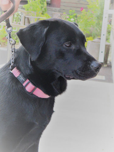 てるてるハウス