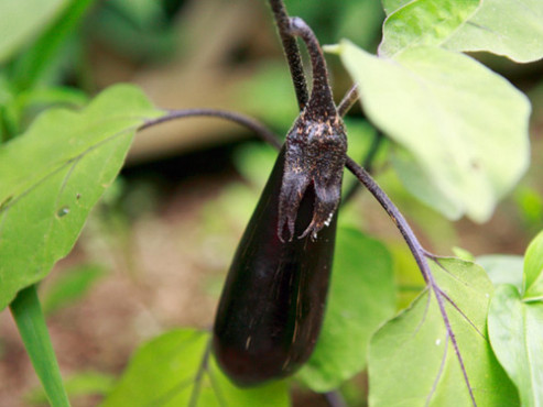 バナナ園武蔵小杉