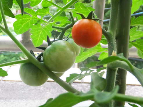 グループホームやすらぎ苑