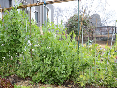たのしい家山科小野