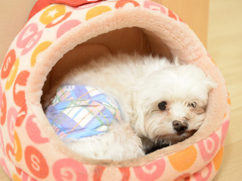 たのしい家山科音羽