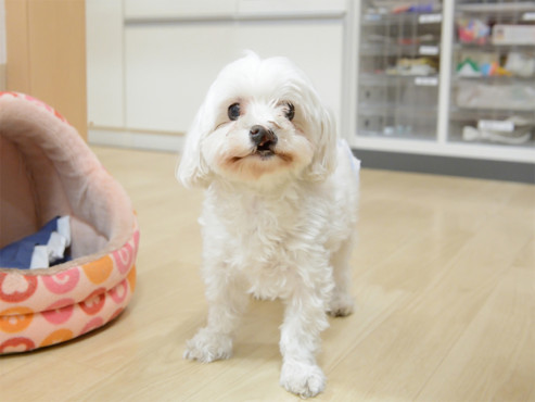 たのしい家山科音羽