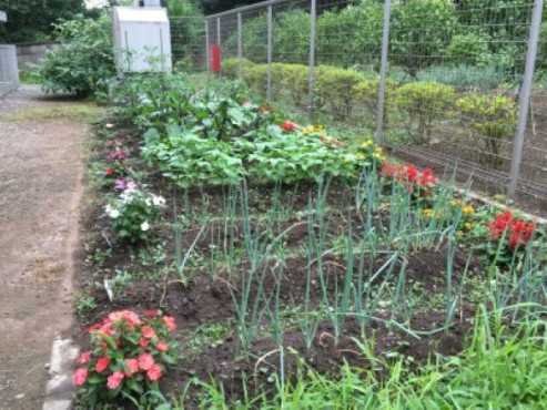 ミモザ白寿庵大倉山