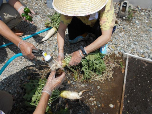 家庭菜園の様子