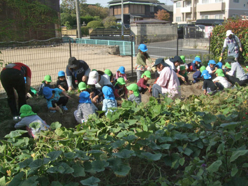 園児との芋ほりの様子