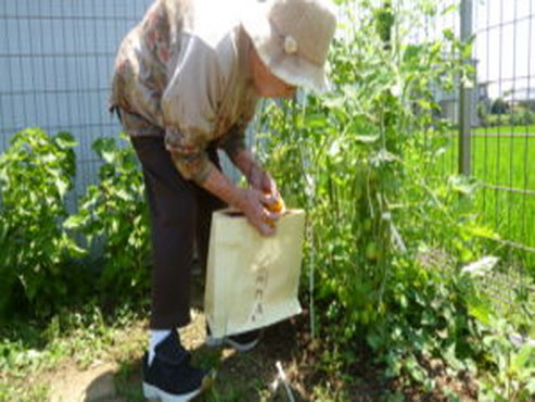 お庭での様子（野菜収穫）