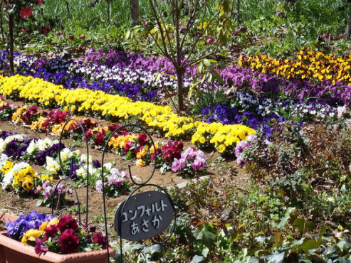 コンフォルト朝霞