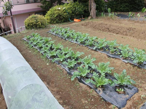 サンライズ・ヴィラ綾瀬