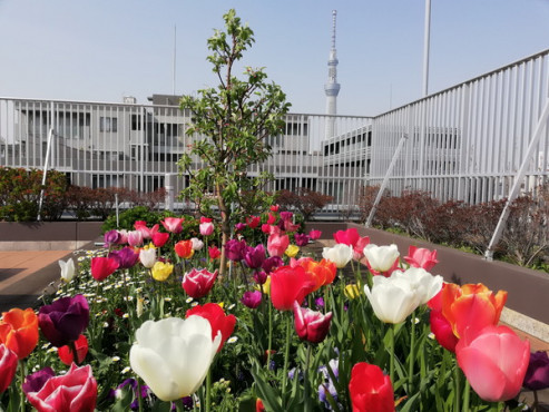 グランヴィ歳王