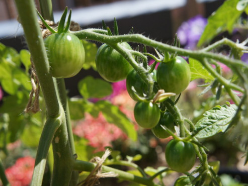 メディアシスト市谷柳町