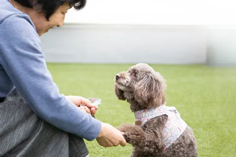 ペピイ・ハッピープレイスTAMATSUKURI